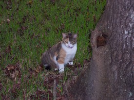 Mon Sep 26 18:35:29 2005

My cat, Patches.  Her colors and patterns match the bricks on our house...