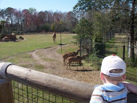 Sat 16 Feb 2008 01:04:52 PM

Andrew, Mom, and Dad spent the afternoon at the Jacksonville Zoo and Gardens. Here, Andrew stands in the seat of his stroller and has a good look at the Giraffes and Gazelles.