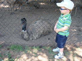 Wed 25 Jun 2008 12:42:36 PM

The next few photos were taken at a petting zoo that Andrew and Mom visited  while they visited Aunt Ashley and family for a week, near Atlanta.