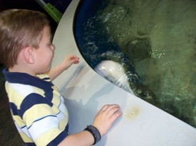 Wed 22 Feb 2012 10:04:14 AM

Dad, Mom and Andrew traveled to St. Petersburg to see Dr. Tanya Murphy about his motor tics (PANDAS) problem. While there, we took a quick trip to the Florida Aquarium.