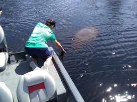 Highlight for Album: 09/15/2018, Andrew and the Sea Cow