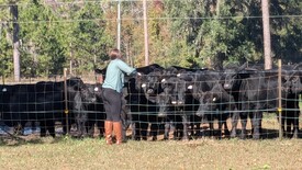 Sun 01 Dec 2024 12:29:04 PM