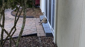 Sun 15 Jun 2025 09:48:25 AM