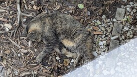 Thu 06 Nov 2025 03:01:56 PM