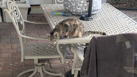 Sun 11 Jan 2026 03:32:05 PM