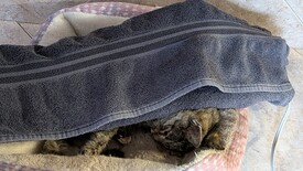 Sat 31 Jan 2026 03:24:43 PM