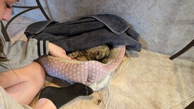 Sat 31 Jan 2026 04:04:45 PM